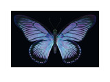Buy Great Blue Zalmoxis II at AllPosters.com