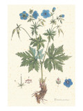 Geranium Pratense
