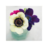 White, Purple and Red Anemones