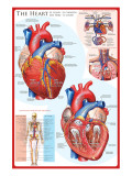 Buy The Heart at AllPosters.com