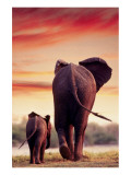 Elephant Walking with Calf