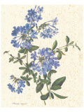 Plumago Capensis