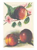 Buy A Study of Nectarines at AllPosters.com