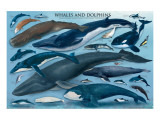 Whales and Dolphins