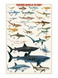Dangerous Sharks