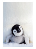 Penguin Chick