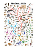 The Tree of Life
