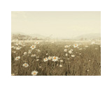 Field of Daisies