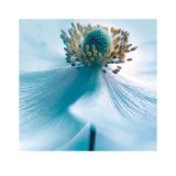 Japanese Anemone