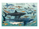 Sharks