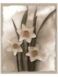 Buy Narcissi Seduction at AllPosters.com