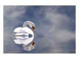 Swan