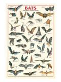 Buy Bats at AllPosters.com