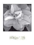 Buy Rose for Romance II at AllPosters.com