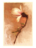 Buy Magnolia and Cream I at AllPosters.com