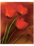 Buy Tulip Fiesta in Red and Yellow II at AllPosters.com