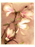 Buy Magnolia and Cream II at AllPosters.com