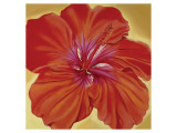 Orange Hibiscus