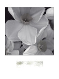 Buy Narcissi for the Wedding II at AllPosters.com
