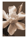 Buy Magnolia in Sepia at AllPosters.com