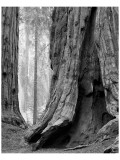 Buy Sequoia Trunks and Beams II at AllPosters.com