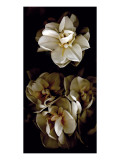 Buy White Flowers Delight II at AllPosters.com