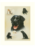 Labrador