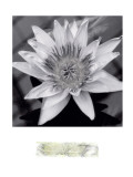 Buy Charming Waterlily at AllPosters.com