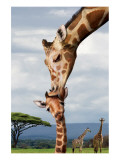 Giraffe Kissing Baby