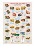 Turtles and Tortoises