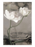 Buy White Tulip Celebration I at AllPosters.com