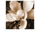 Buy Magnolia Close Up I at AllPosters.com