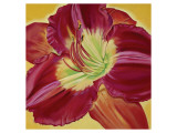 Red Day Lily II