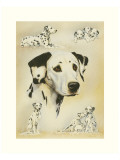 Buy Dalmatian at AllPosters.com