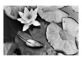 Water Lily Splendor, Central Park
