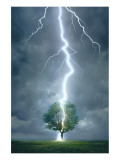 Buy Lightning Striking Tree at AllPosters.com