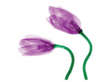 Delicate Purple Tulips