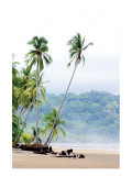Buy Costa Rica Palms at AllPosters.com