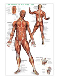 Muscular System
