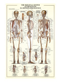 Buy The Skeletal System at AllPosters.com