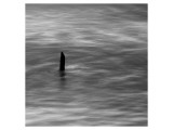 Stump at Gold Beach