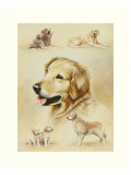 Buy Golden Retriever at AllPosters.com