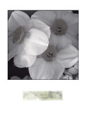 Buy Narcissi for the Wedding I at AllPosters.com