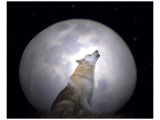 Buy Singing Moon at AllPosters.com