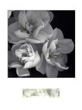 Buy Rose for Romance I at AllPosters.com
