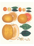 Buy Kumquat and Grapefruit at AllPosters.com