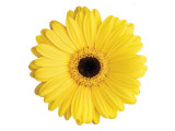 Yellow Gerbera