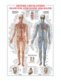Circulatory System