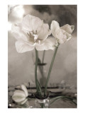 Buy White Tulip Celebration II at AllPosters.com