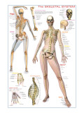 Skeletal System